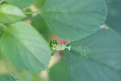 Acalypha indica